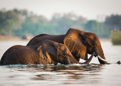 Elephanten, Safari