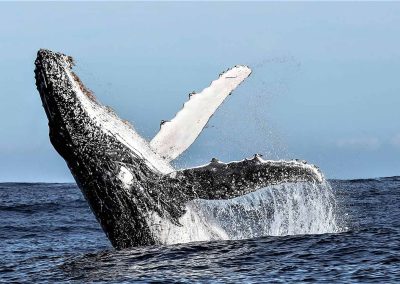 Birkenhead House Whale Breach